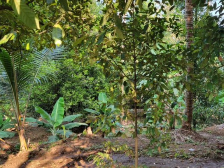 Read more about the article Palliative Care